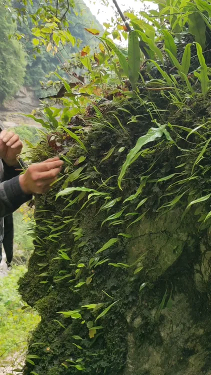 东北深山石草150克