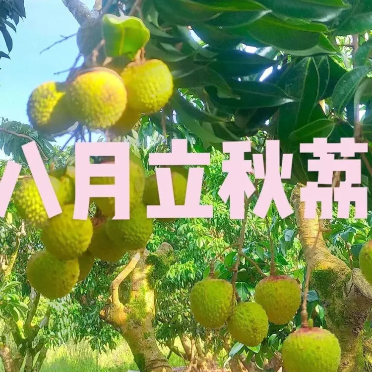 新品马贵八月荔枝嫁接苗果树晚熟品种中秋带土带叶盆栽地栽