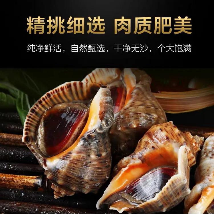 鲜活深海大海螺 红皮螺新疆乌市发货