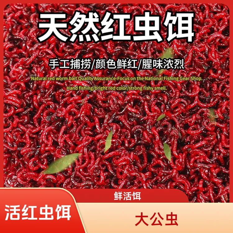鲜活红虫特大号公虫活体活饵钓鱼喂鱼饵 拉饵鲫鱼 野钓鱼饵垂钓