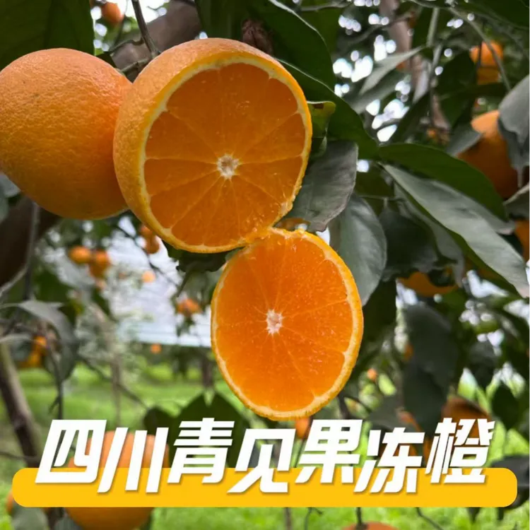 四川青见果冻橙5/9斤新鲜手剥橙酸甜多汁应季晚熟柑橘坏果包赔XF