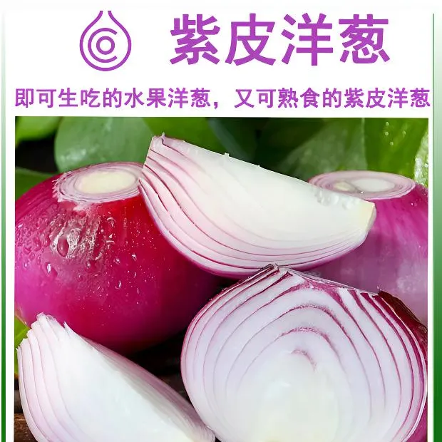 中国洋葱地理标志甘肃酒泉紫玉宝石洋葱