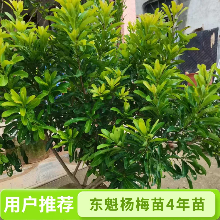 顺益果树东魁杨梅苗4年苗