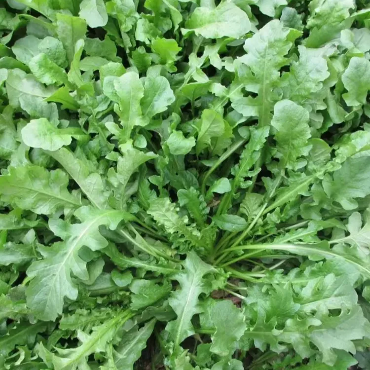 荠菜种子农家四季大叶菜种籽使用盆栽荠荠菜种籽