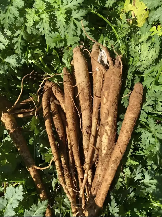 【当归】山村夫人推荐山货现收250g/500g