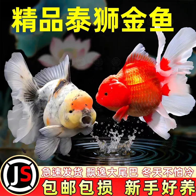 泰狮金鱼兰寿金鱼活鱼百褶泰狮易活好养淡水冷水鱼观赏鱼蝶尾鱼苗