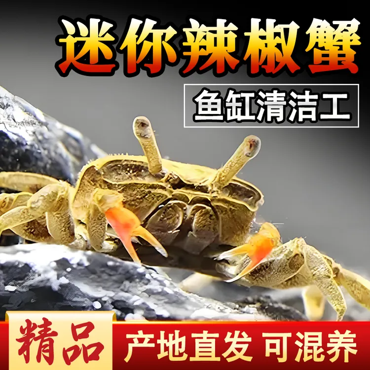 死包赔 迷你辣椒蟹活体淡水宠物蟹 新手友好 除藻清缸观赏鱼混养