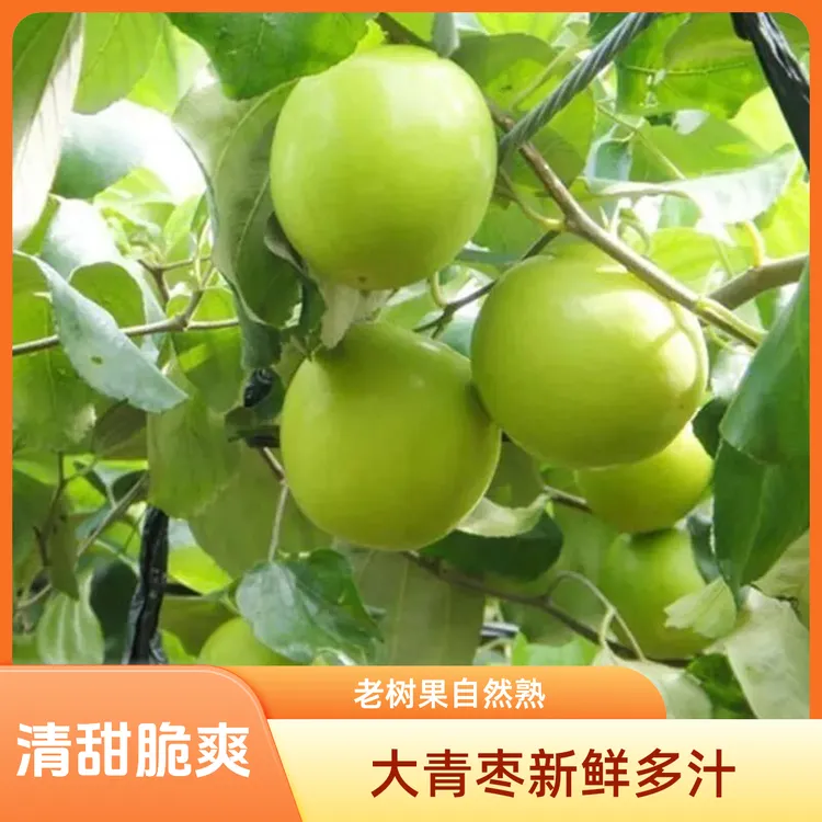 福建正宗大青枣现摘新鲜大青枣当季应季水果清甜多汁青枣新鲜脆甜
