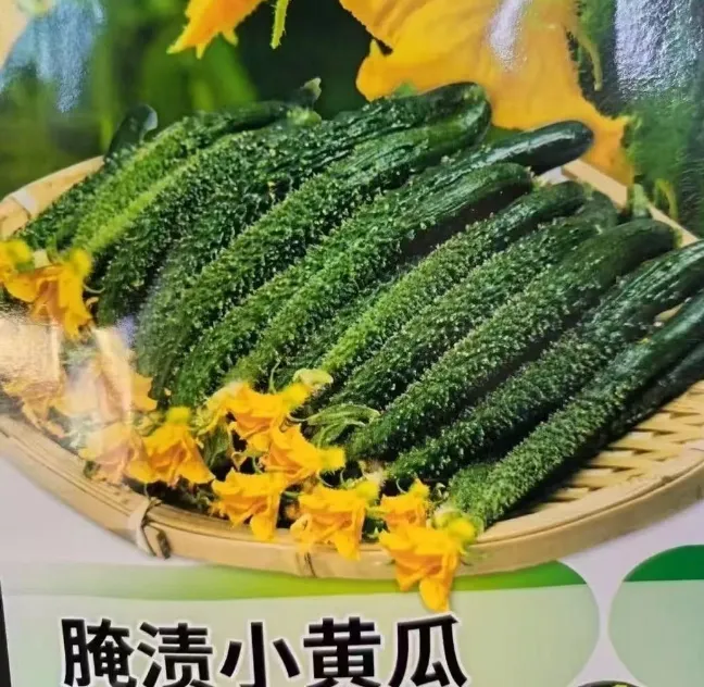 【腌渍小黄瓜种子】四季种植盆栽地栽阳台小院种植