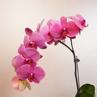 悠花里蝴蝶兰（小桔灯 3.0寸）全花开花珠发货