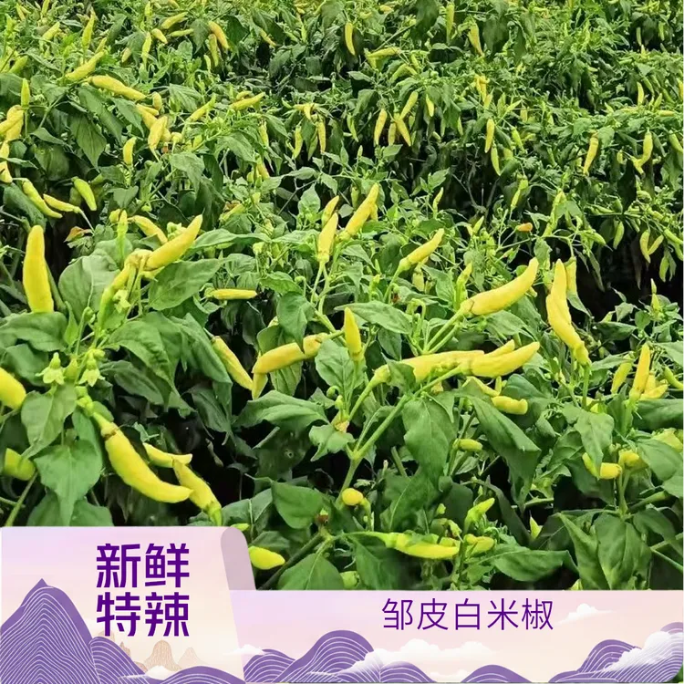 云南邹皮白米椒新鲜特辣泡椒去把现摘现发厂地发货