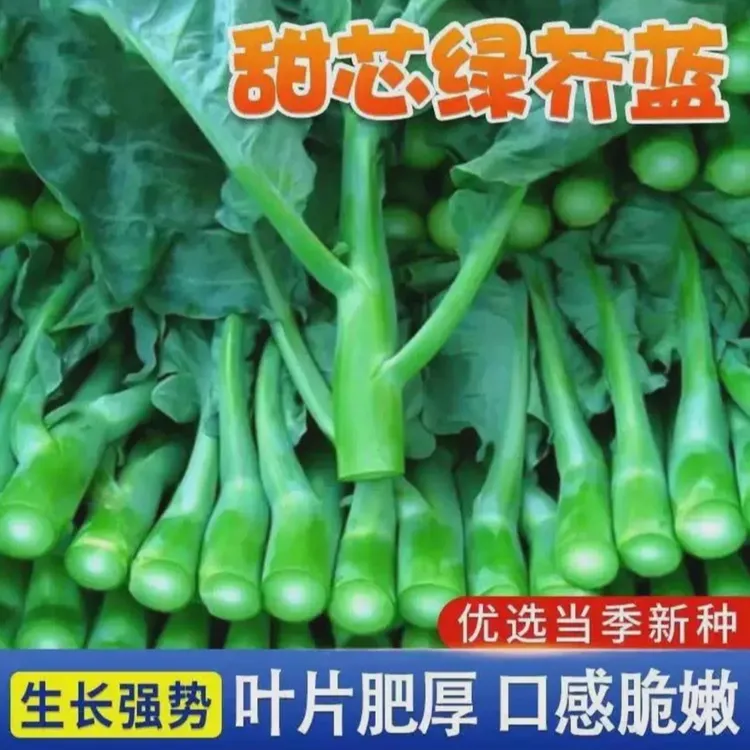 甜心芥蓝种子夏季种菜园农家种植耐热蔬菜种孑