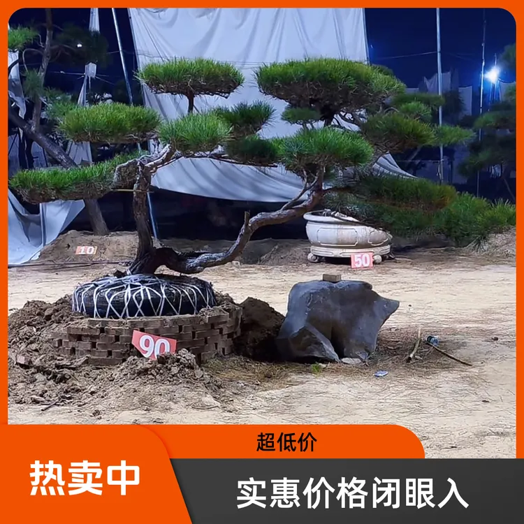 黑松油松赤松 一树一拍 迎客庭院景观造型松