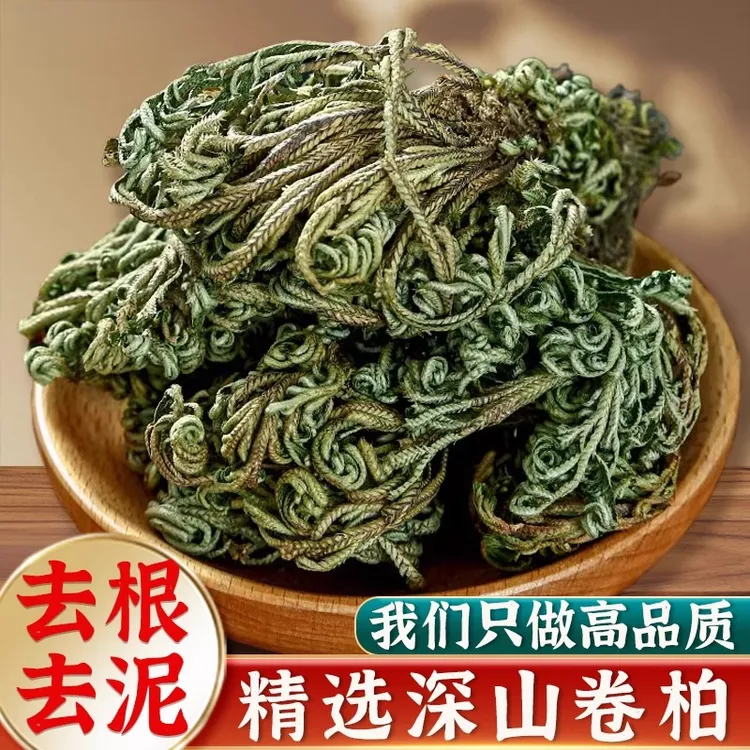卷柏小叶石柏精选深山还阳草岩柏草一把抓还阳草万年松泡水煮水