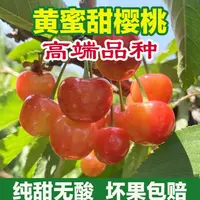 【纯甜无酸】山东樱桃黄水晶新鲜孕妇1-3J斤顺丰空运 内附果径卡