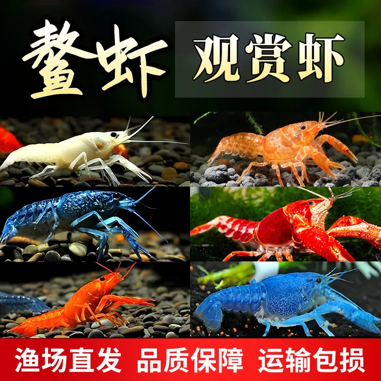 ‌天空蓝魔鳌虾繁殖组‌ 观赏虾缸造景观赏鳌虾 懒人养虾免换水鳌虾