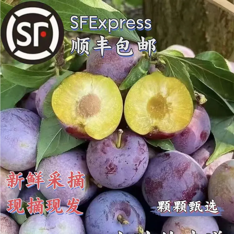 【顺丰包邮】四川汶川高山小脆红脱骨李子现摘现发脆甜多汁应季水果