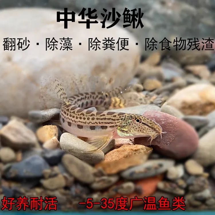 花鳅冷水清洁鱼观赏鱼缸清洁工具淡水沙鳅翻砂鱼生态缸溪流中华