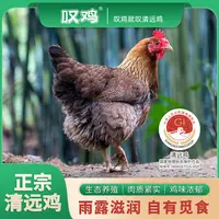 【带毛鸡现发】正宗原种清远麻母鸡走地鸡散养160天肉质紧实达人