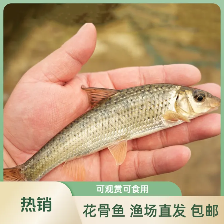 【活体】花骨鱼吉勾鱼冷丁季鱼（8-13厘米）鱼缸观赏鱼淡水鱼冷水鱼