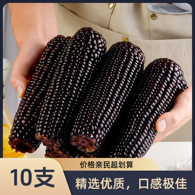 金朗地【25年新玉米】 【试吃2支】 东北黏苞米甜糯黑糯玉米大果10支!
