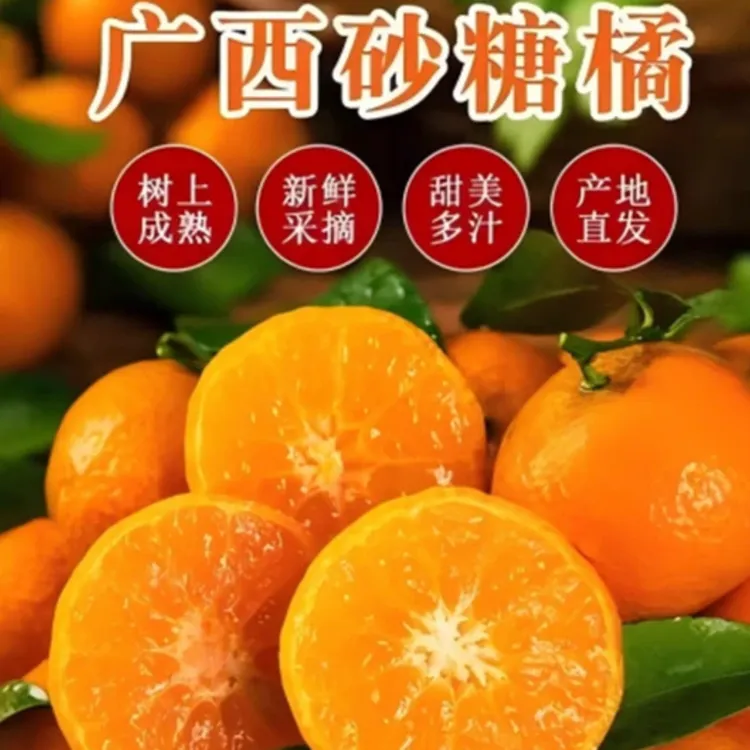 广西砂糖橘砂糖桔新鲜采摘新鲜水果产地直发当天采摘当天发顺丰