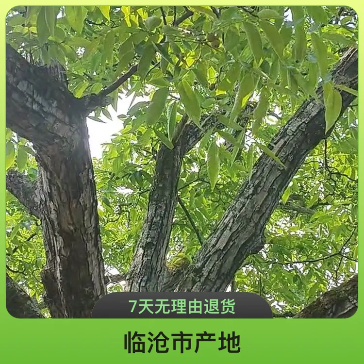 云南凤庆散装泡核桃老树核桃幼崽云南核桃