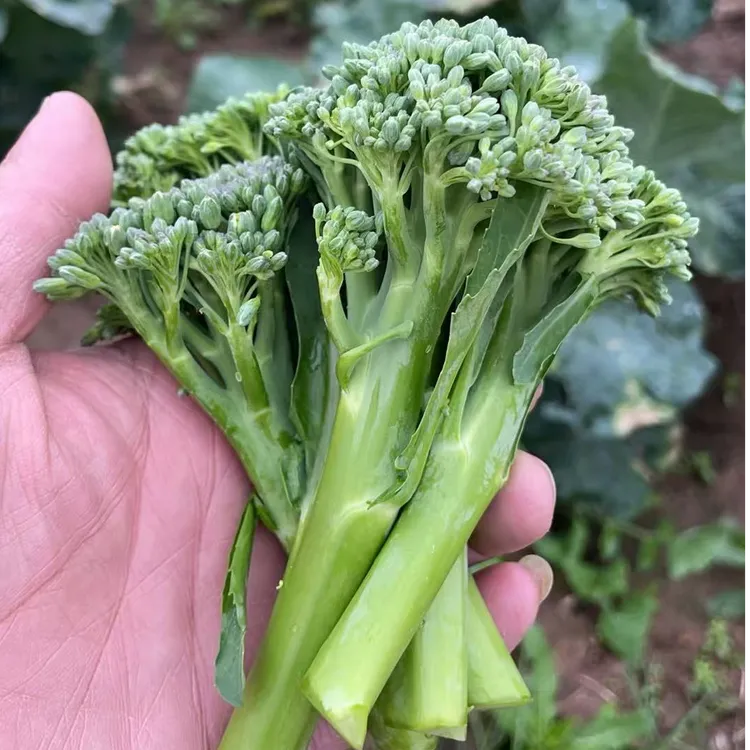 西兰苔蔬菜农家自种露天种植非西兰花2.5斤4斤一件代发