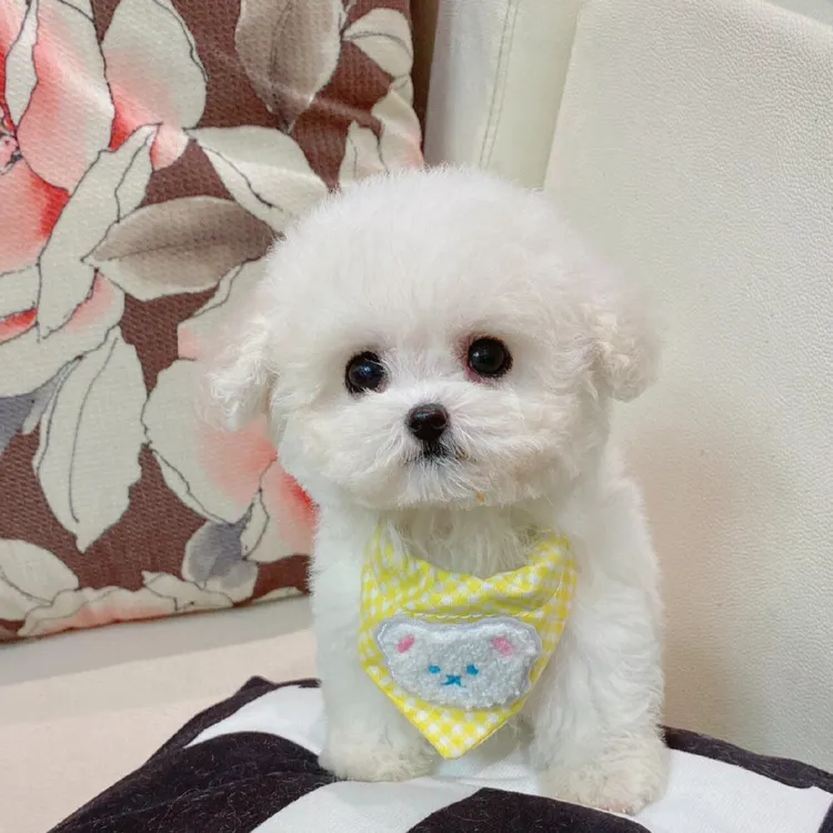 （领养狗狗送狗上门）泰迪熊比熊雪纳瑞马尔泰马尔济斯小型犬玩具犬