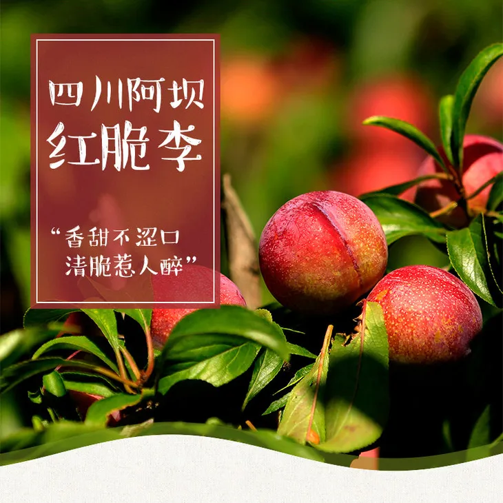 【正宗汶川】高山红脆李脆甜多汁枝头鲜果果园现采现发全国包邮到家