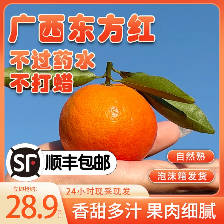 广西暖阳东方红橘·新鲜现摘现发包邮·人工筛选精选A级果王