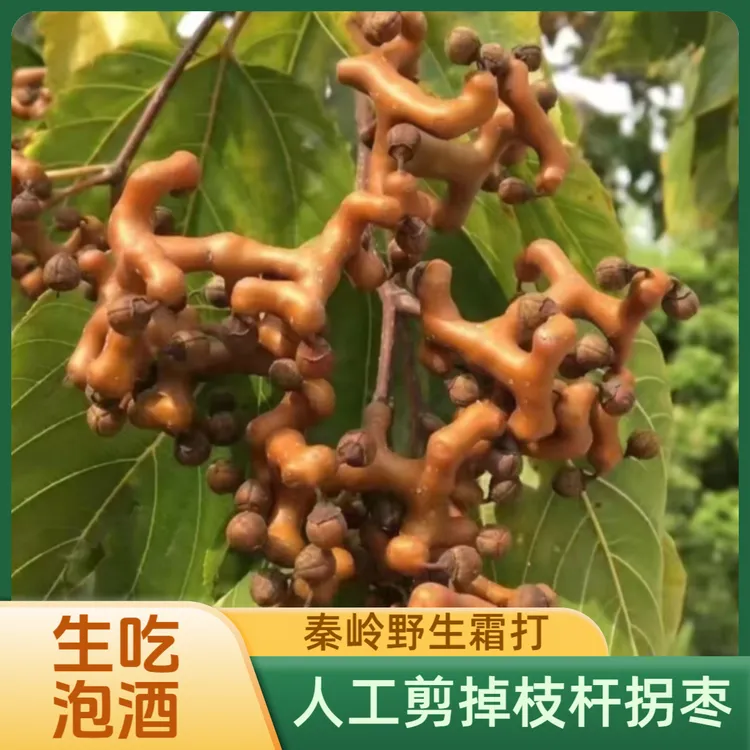 陕西秦岭野生拐枣打霜剪枝新鲜万寿果鸡爪梨泡酒枳椇子1/3 /5 斤