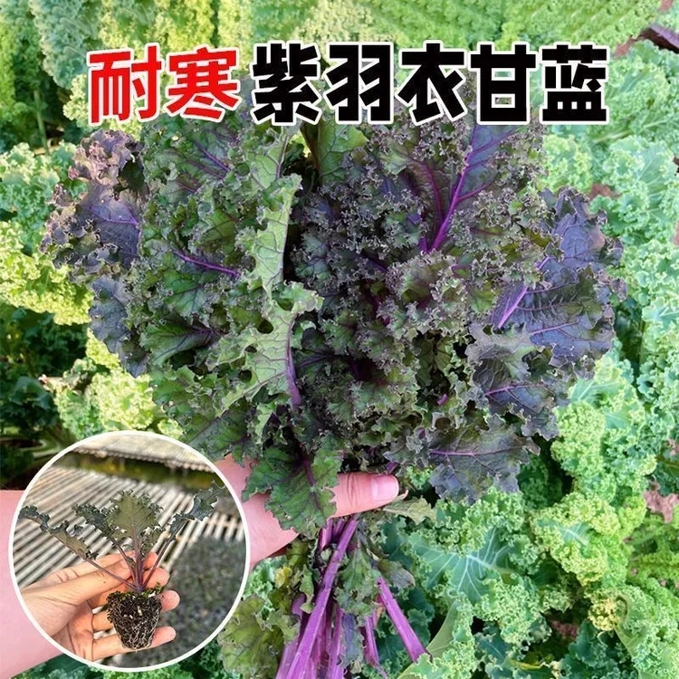 紫色可食用羽衣甘蓝秧苗带土球观赏绿羽衣甘蓝种子四季盆栽