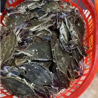 正宗南通吕四港梭子蟹 【保鲜不保活】3斤（6-9只蟹）单个3-5两