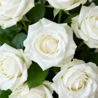 白玫瑰精油1毫升/10毫升