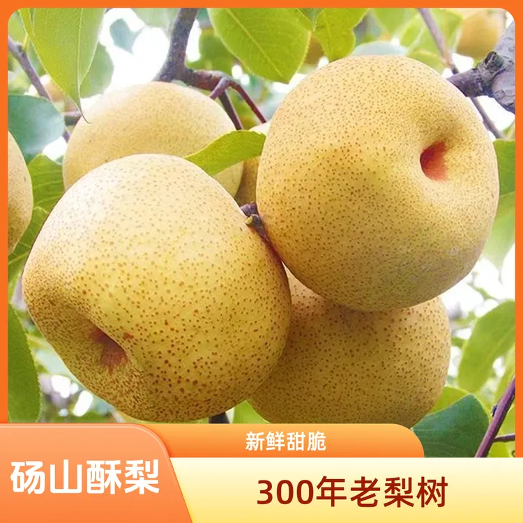 《正宗砀山酥梨》微黄口感更佳纯甜新鲜水果梨子砀山梨爆甜酥脆