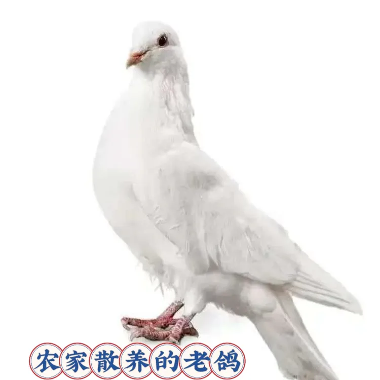 新鲜现杀土老鸽子美味煲汤精选