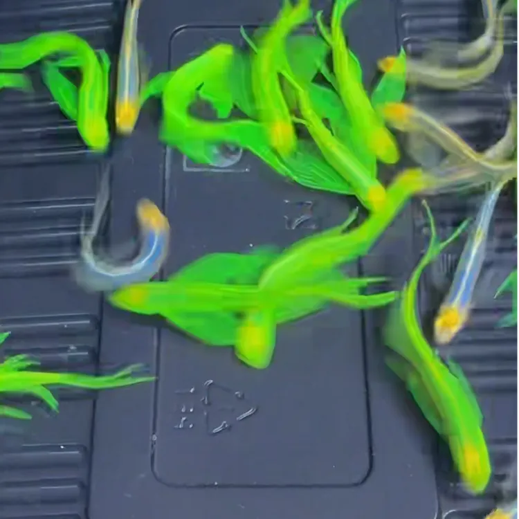 精品蝶翼长尾斑马鱼大种鱼小型观赏鱼淡水鱼观赏鱼