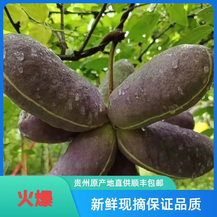 【八月瓜】新鲜现摘贵州八月瓜预知子香甜可口当季美味水果顺丰包邮