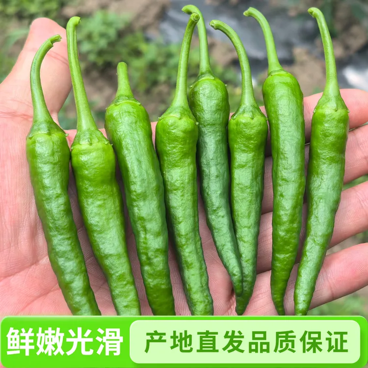 湖南正宗樟树镇本地原种农家新鲜薄皮小青椒农产品蔬菜土辣椒皱皮