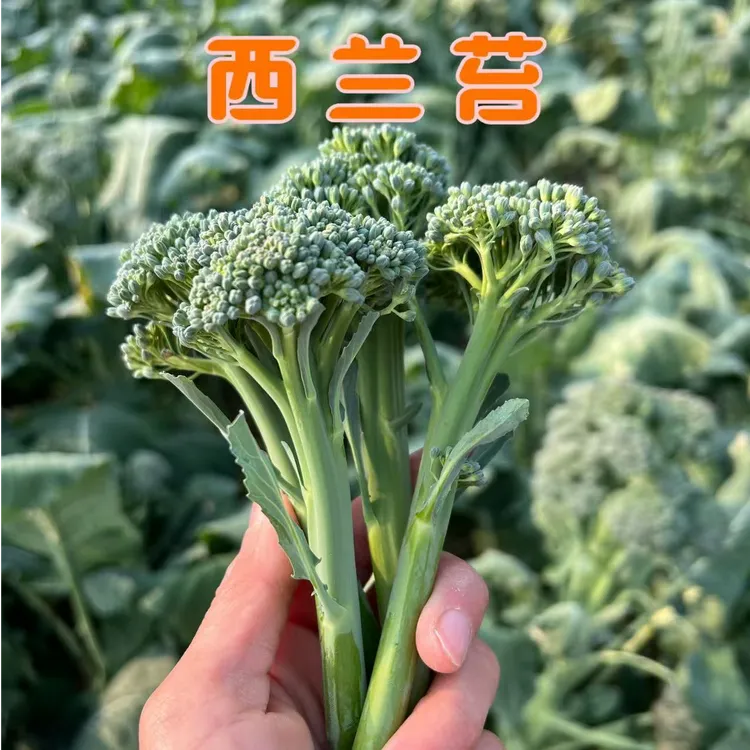 【顺丰包邮】湖北新鲜甜杆西兰苔长杆西兰花芥兰当季新鲜蔬菜