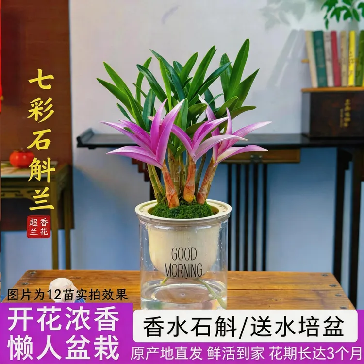 【带红芽】七彩香水石斛兰 精品澳洲石斛 浓香型室内外绿植水培盆栽商品图