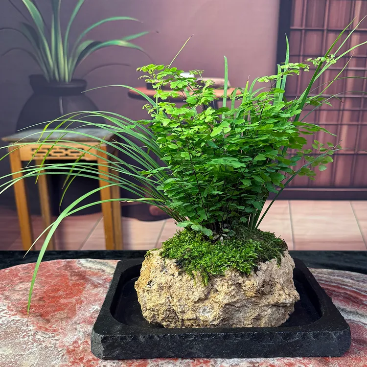 吸水石铁线蕨菖蒲组合盆景蕨类植物盆景室内盆栽好养水培植物商品图