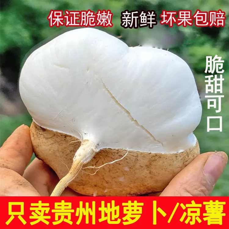 [新鲜地萝卜]凉薯地瓜贵州品种白瓜土瓜豆薯沙葛清甜水果地下雪梨