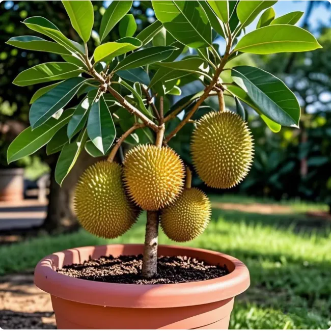 榴莲树苗正宗泰国金枕头榴莲树果苗当年结果猫山王苗南方北方种植
