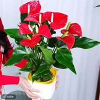 [4-6掌]红掌盆栽室内花卉四季开花净化空气水培绿植桌面室内摆放