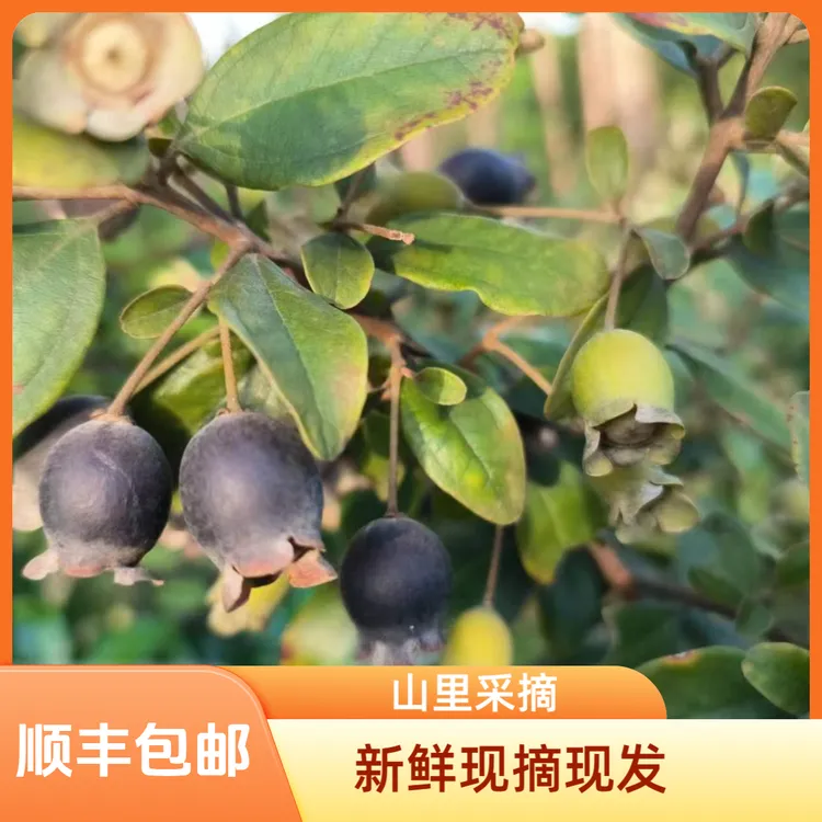 山捻子果新鲜现摘桃金娘水果2025年新货农家山上现采现发顺丰包邮