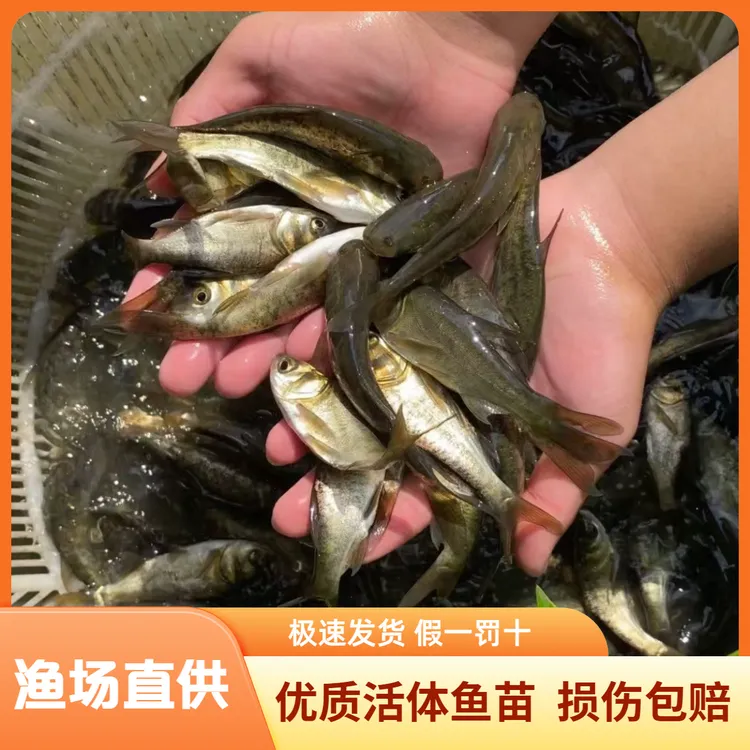 花鲢鱼芝麻花鲢胖头鱼大头鱼观赏鱼宠物活体大尺寸易活活鱼包邮