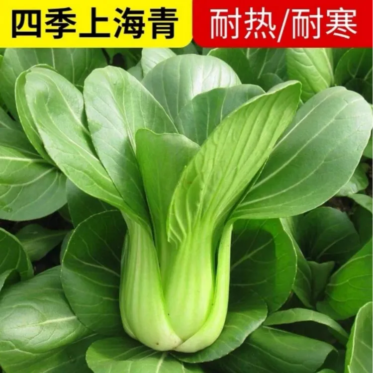 【四季上海青种子】家庭阳台小院四季种植盆栽地栽易种易活