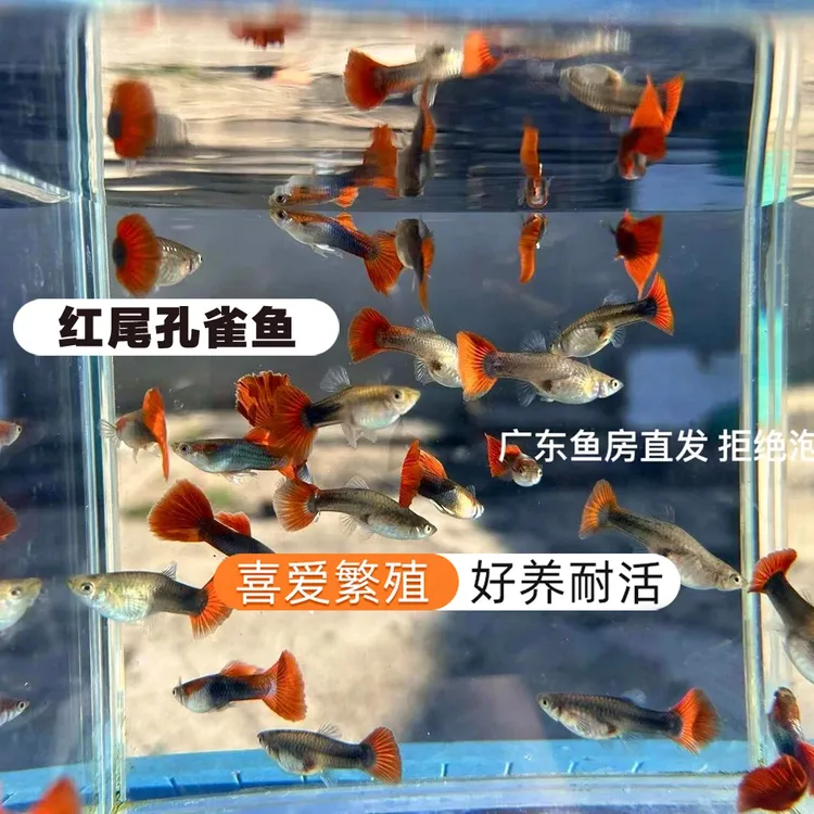 【30条孔雀鱼】杂袍孔雀鱼淡水鱼热带鱼好养繁殖胎生鱼观赏鱼灯科鱼